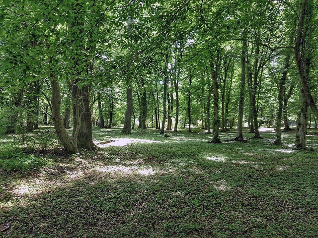 Самурский лес